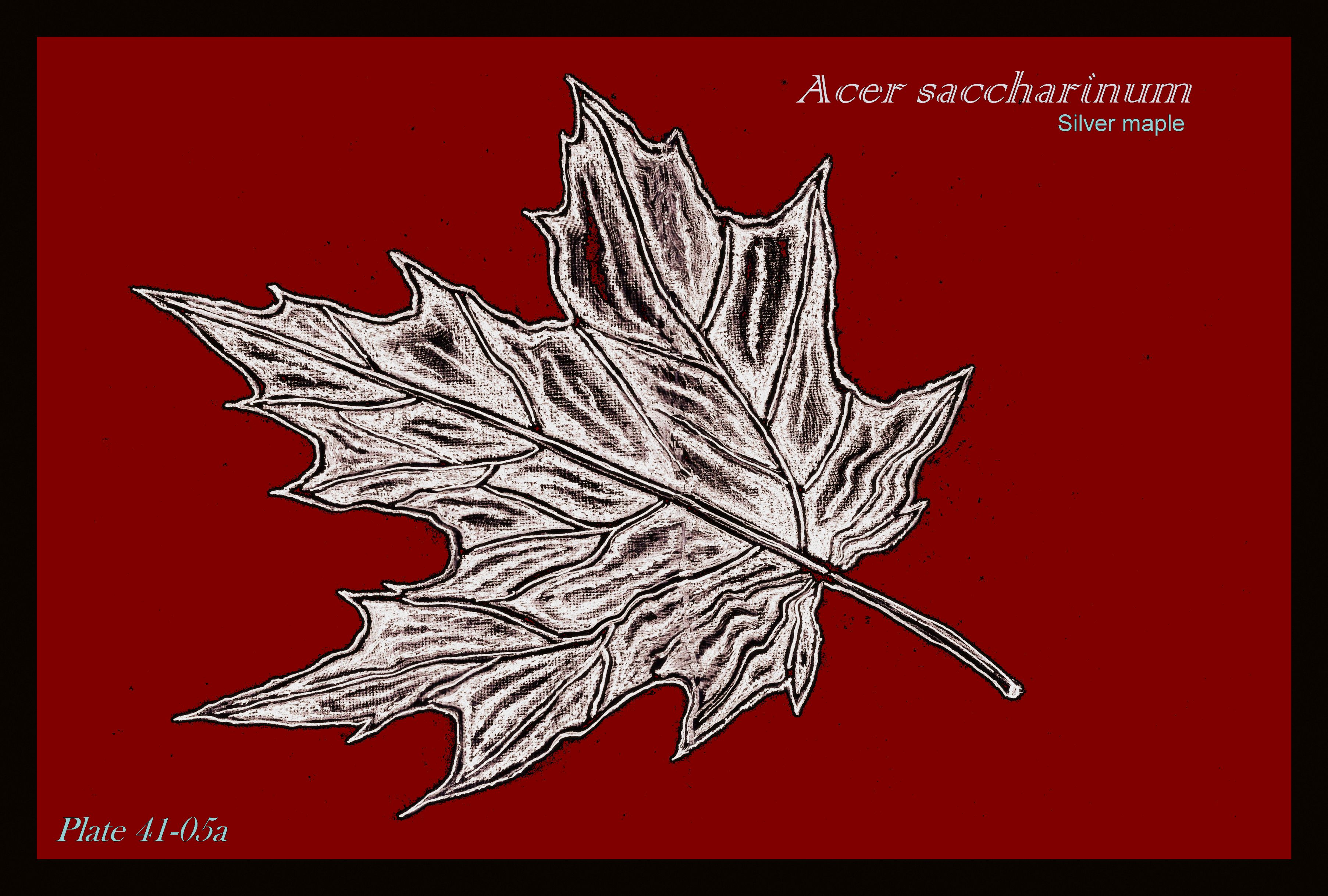 silver maple, full leaf