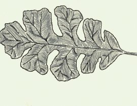 burr oak full leaf