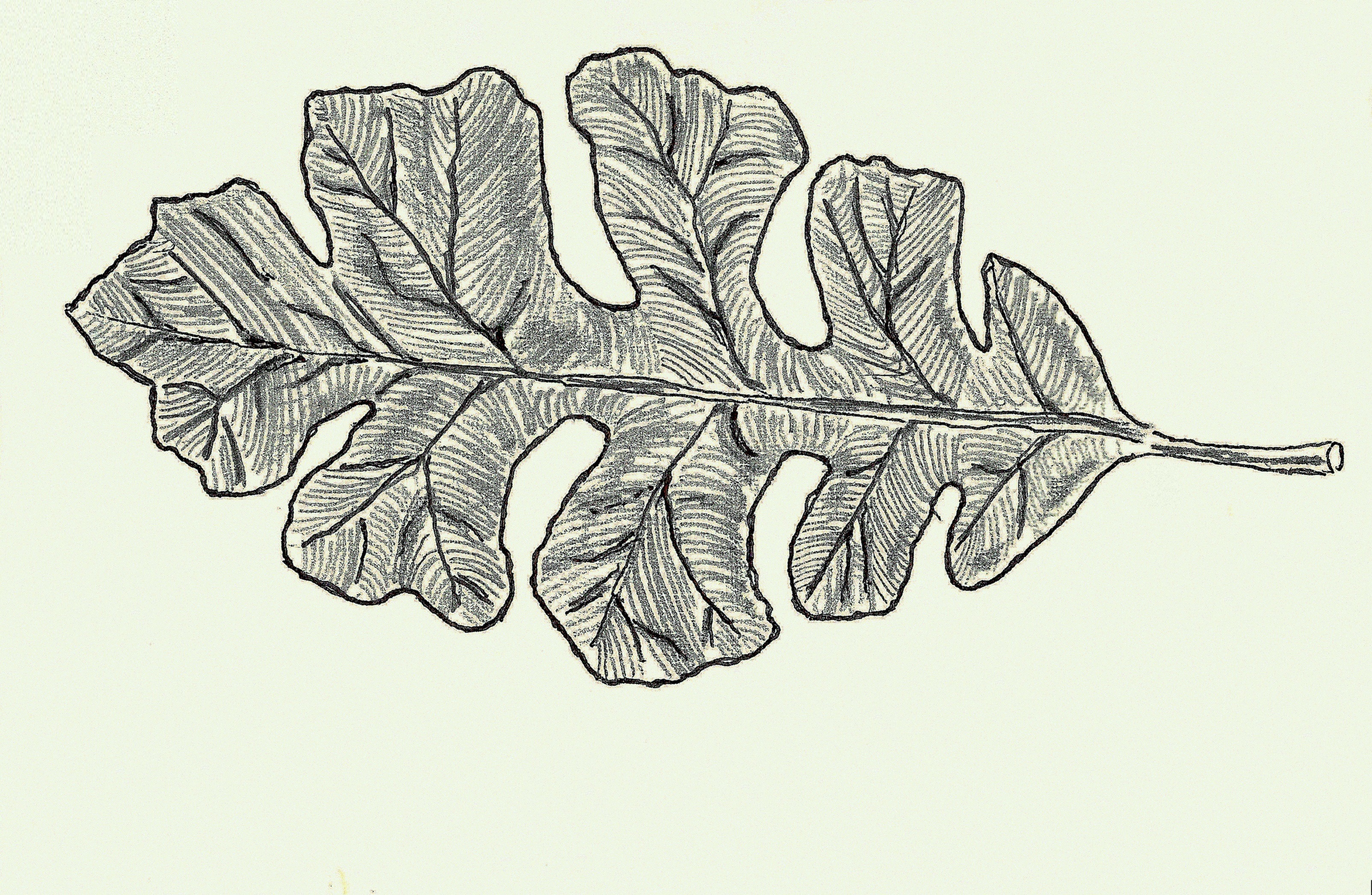 burr oak full leaf