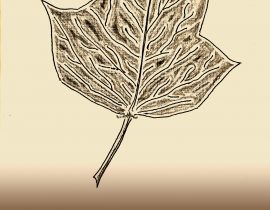 tulip tree leaf