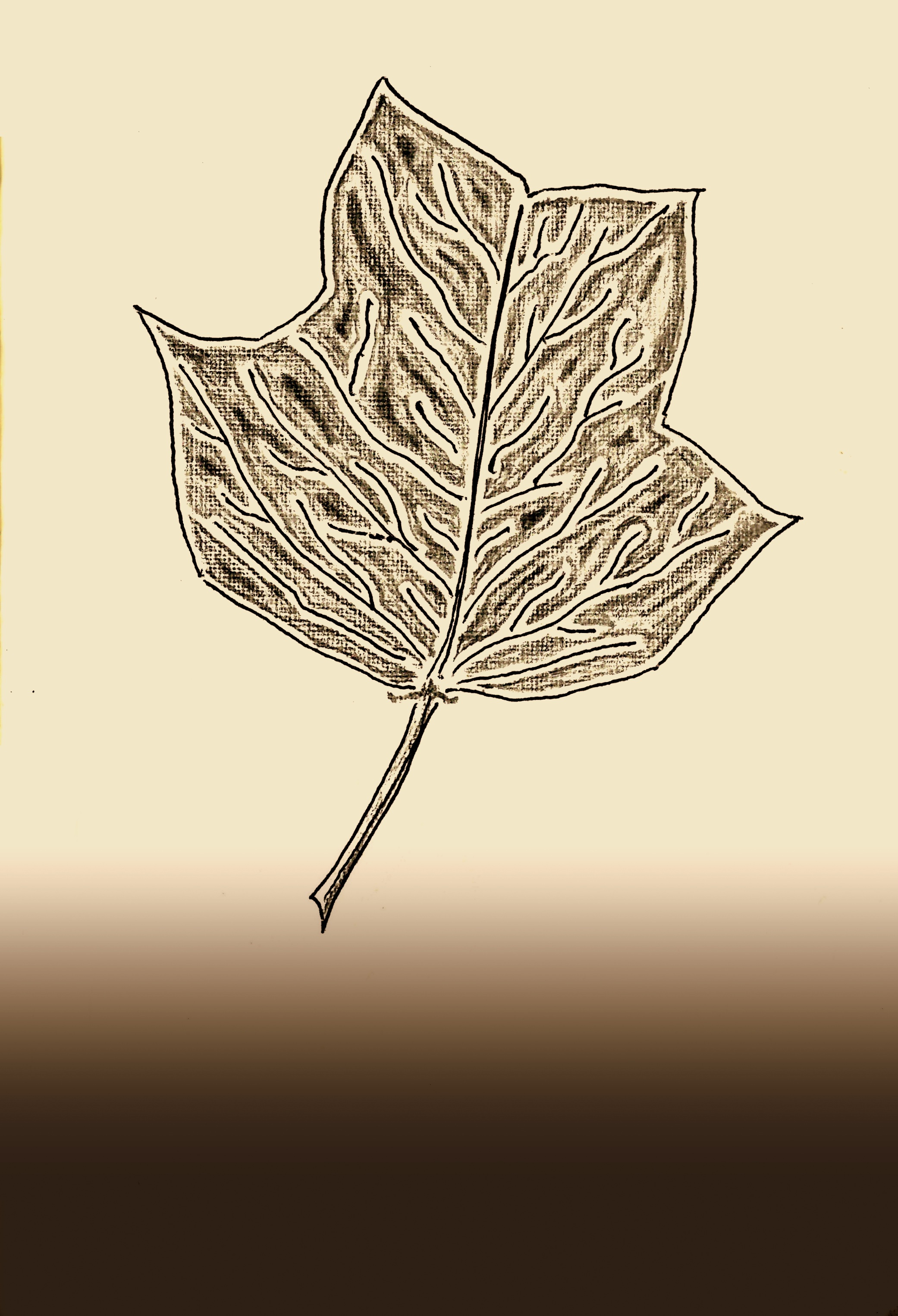 tulip tree leaf