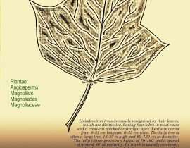 tulip tree leaf