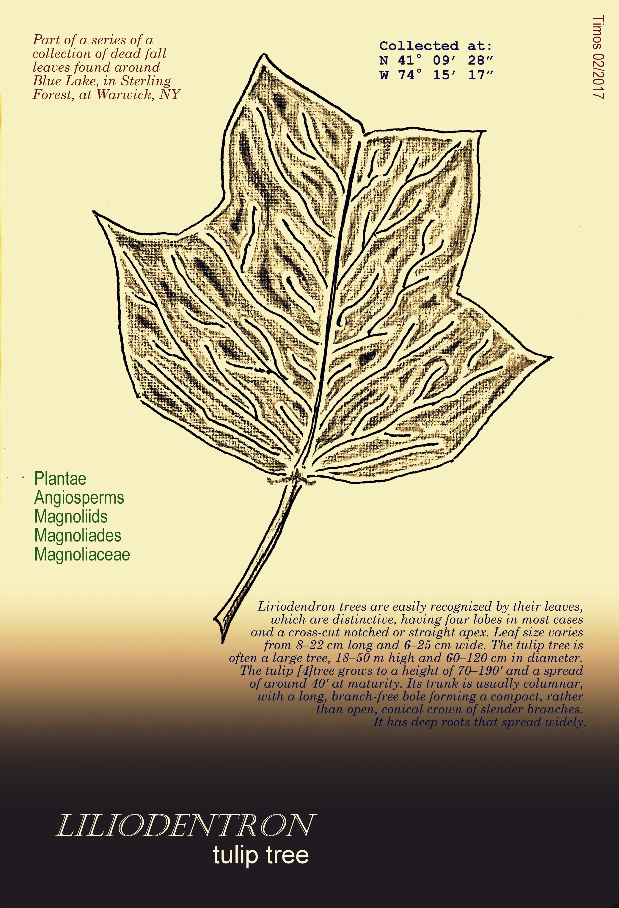 tulip tree leaf