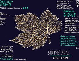 stripped maple leaf