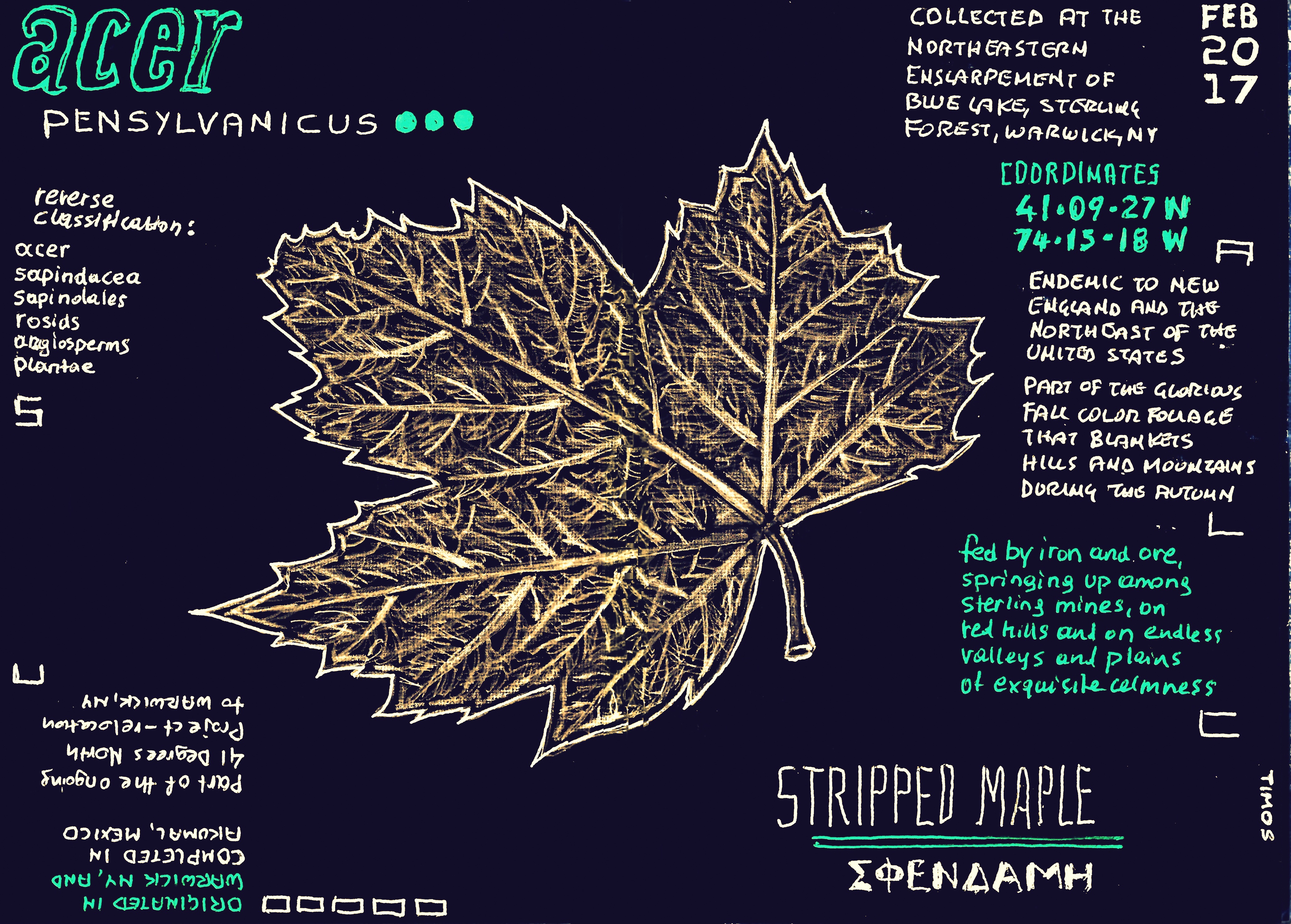 stripped maple leaf