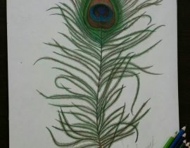 peacock feather