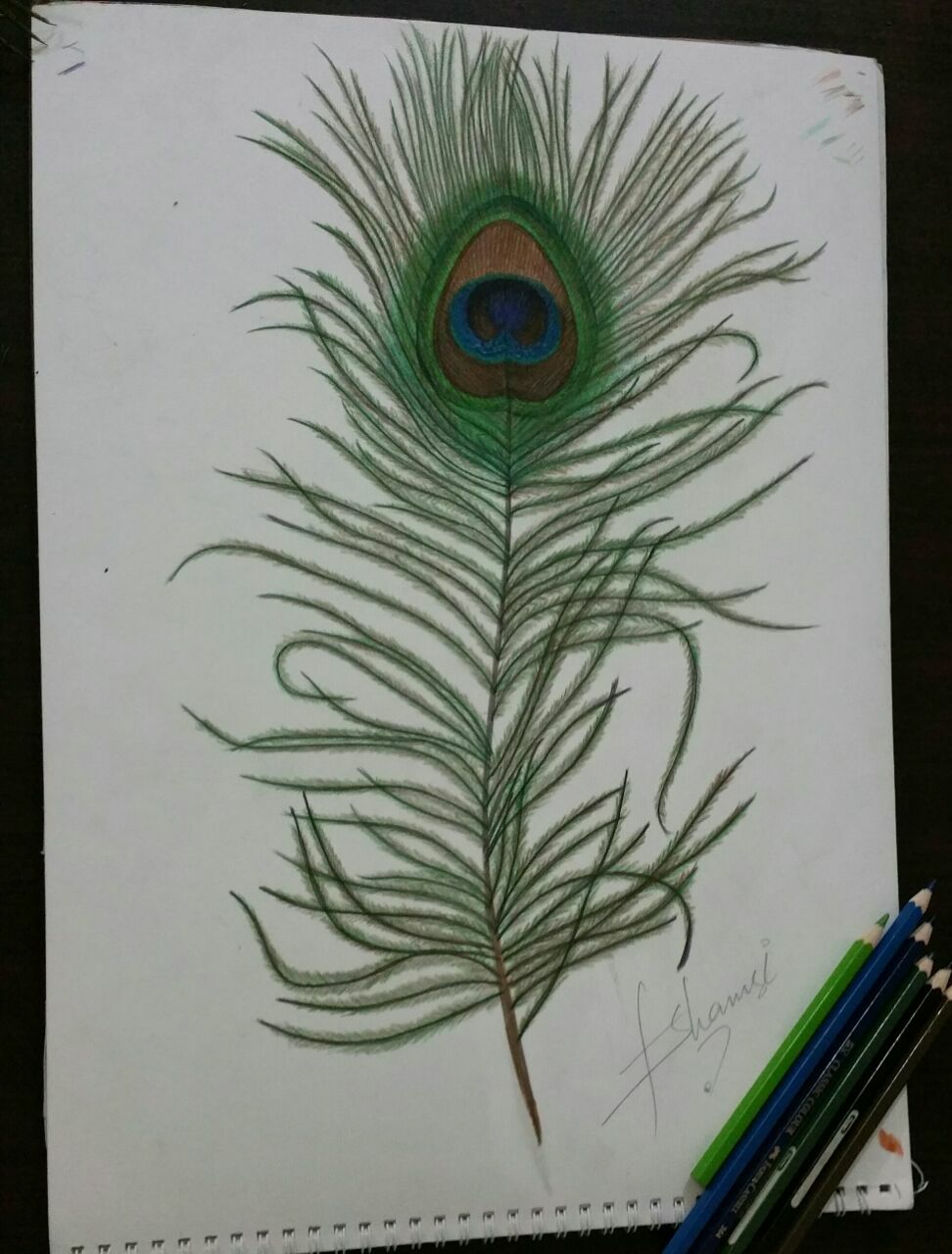 peacock feather