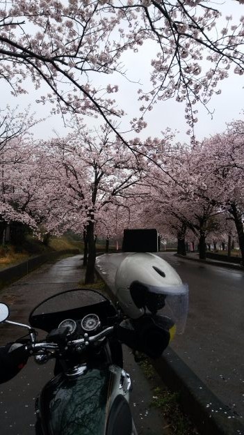桜満開　＃M_Sakura