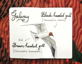 Black headed gull