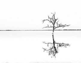 Lone tree