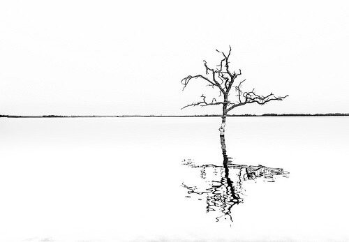 Lone tree