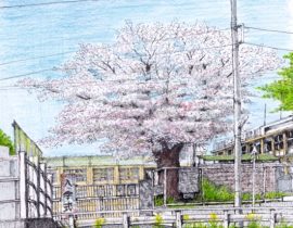 入学式の桜