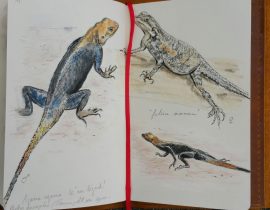 Lézard d’Afrique