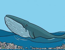 Blue Whale