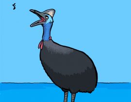 C is for Cassowary