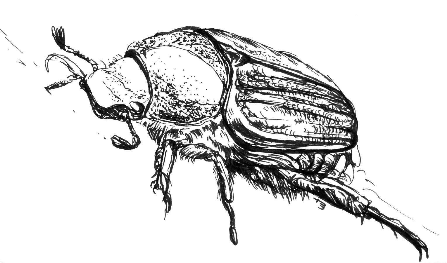 Bug – Moleskine 01