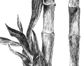 Bamboo  – Moleskine 01