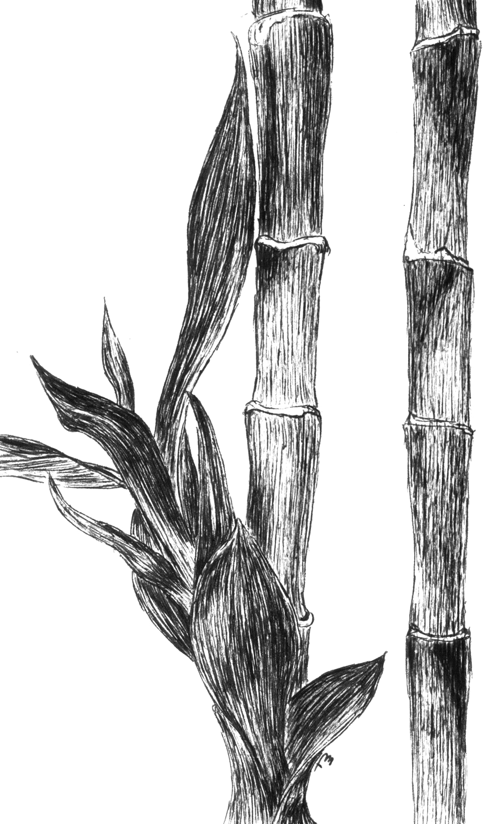 Bamboo  – Moleskine 01