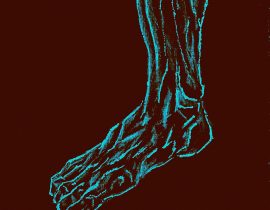 human foot