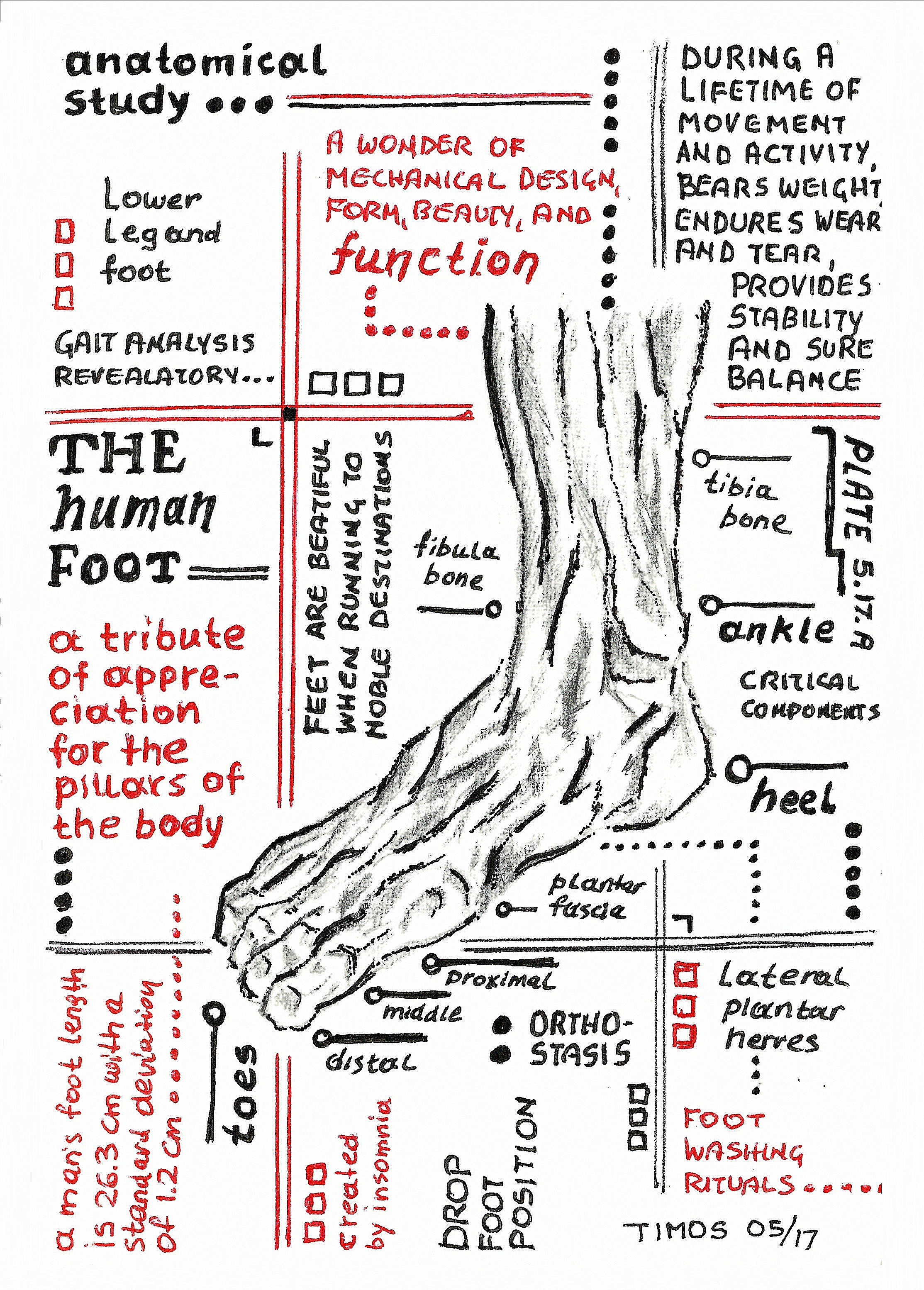 human foot – anatomical