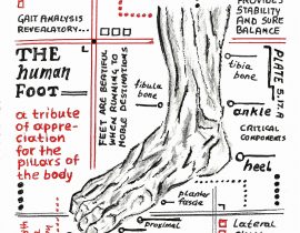 human foot – anatomical