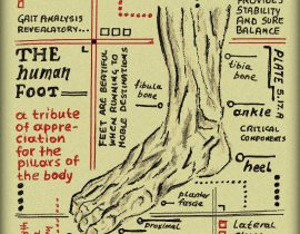 human foot – anatomical