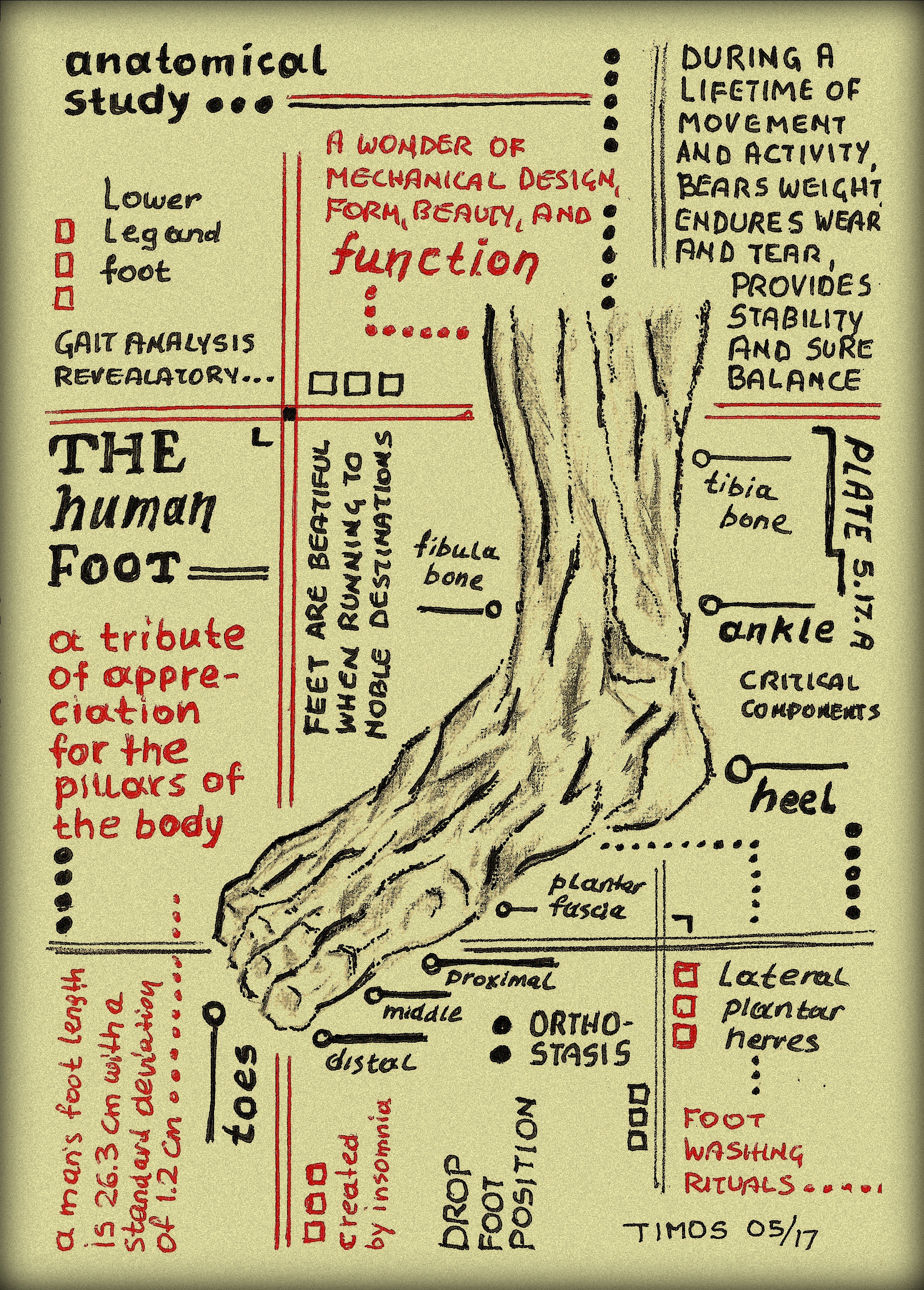 human foot – anatomical