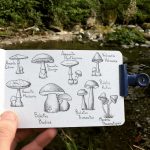 Spotted Mushrooms
