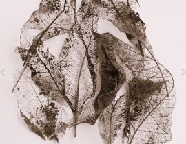 dried leaves