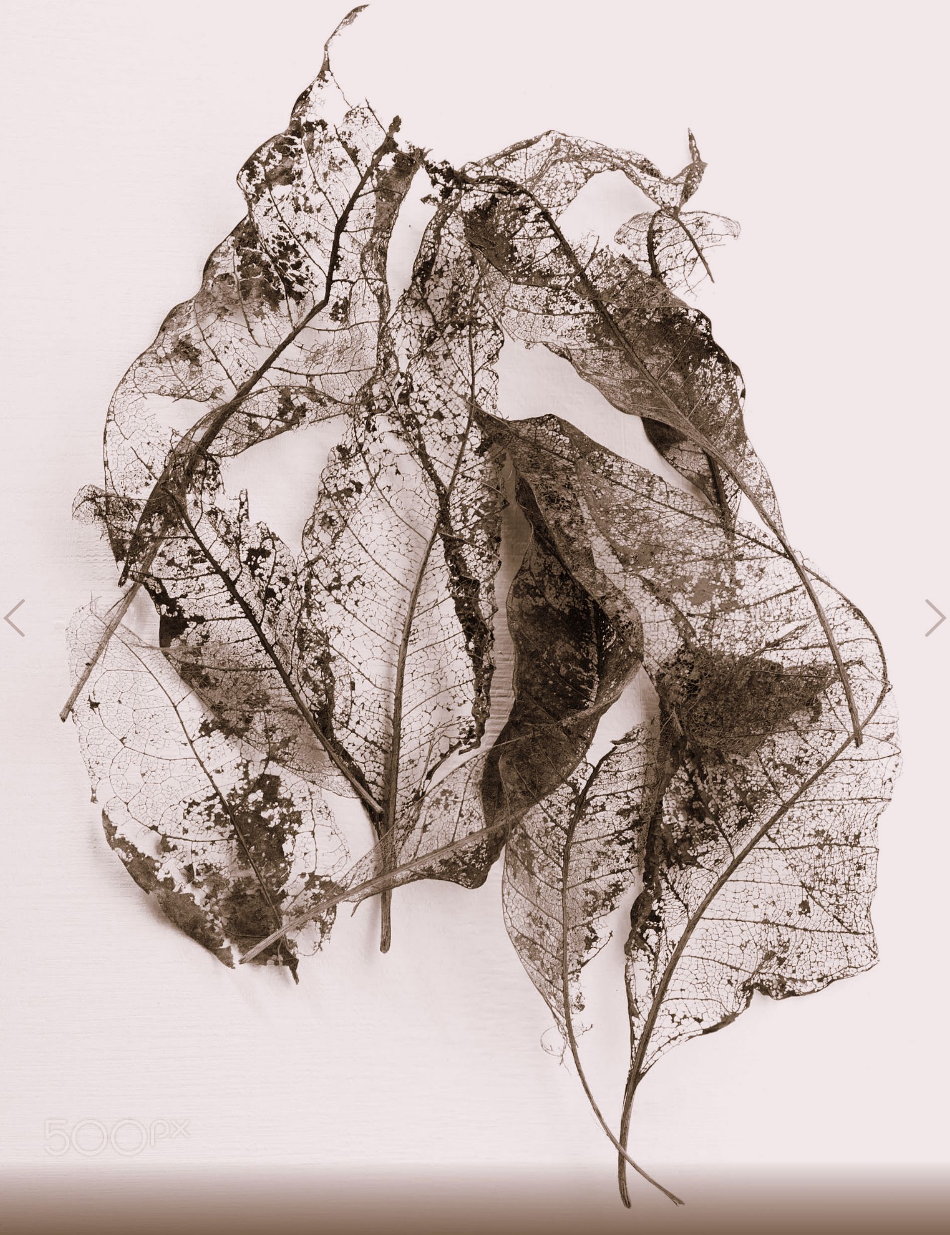 dried leaves