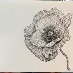 Poppy