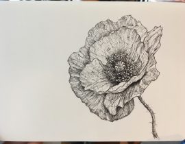 Poppy