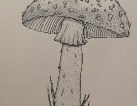 Amanita Muscaria