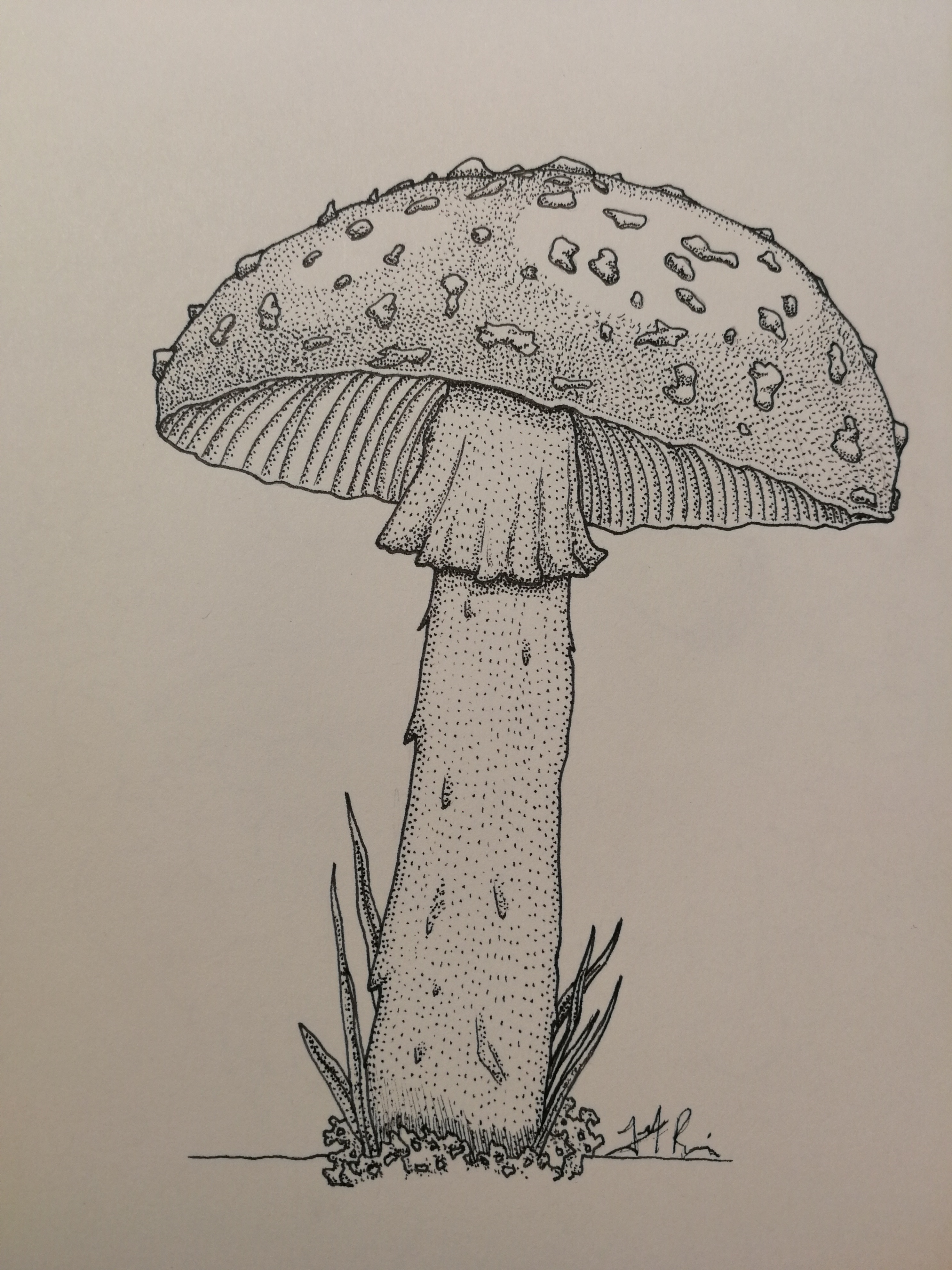 Amanita Muscaria