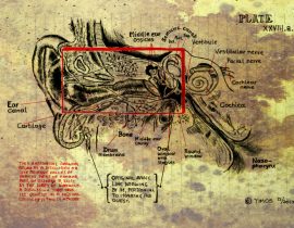 inner ear