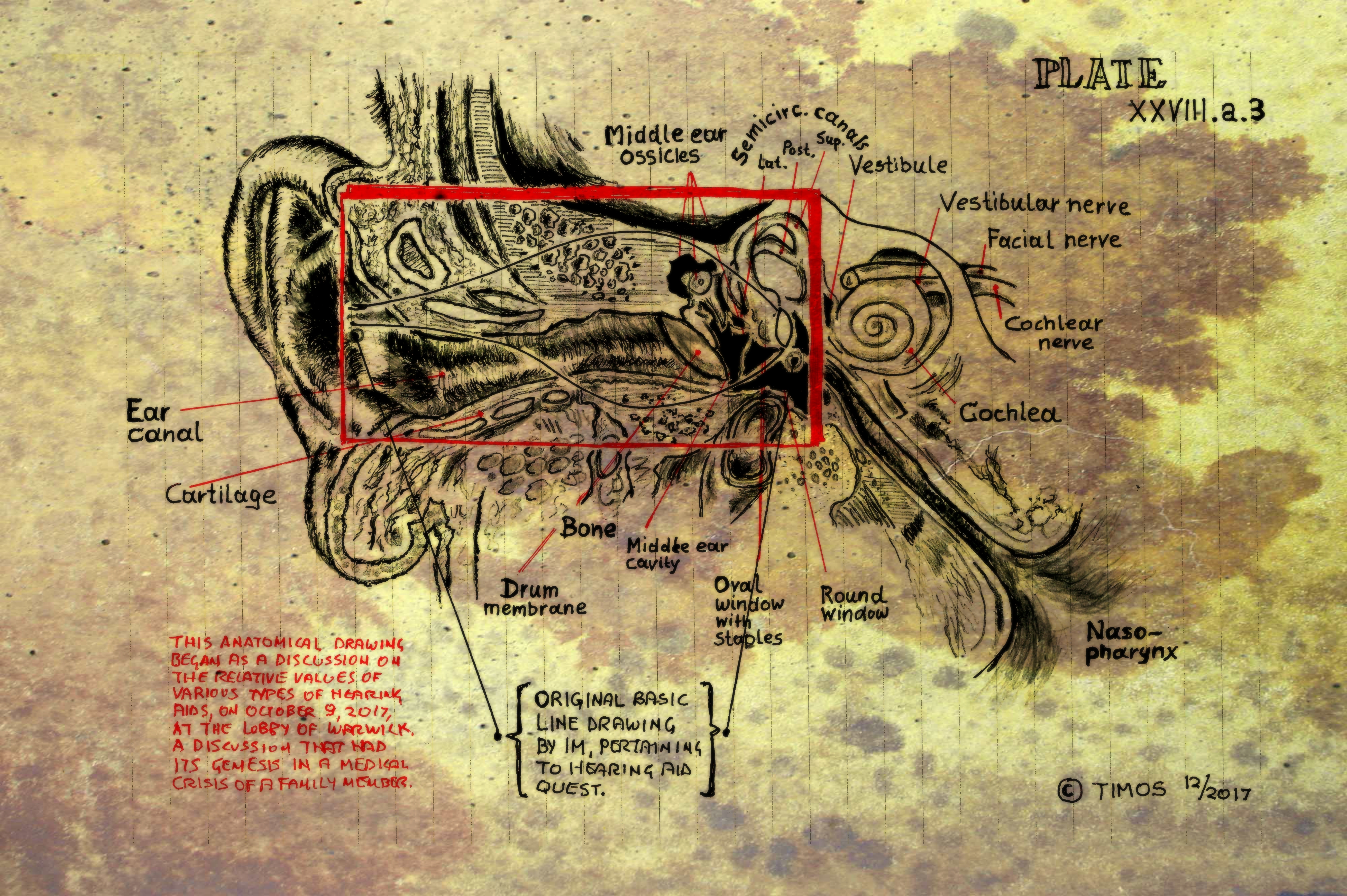 inner ear