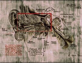 inner ear