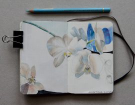 Blue and white orchids