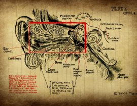 inner ear explorations