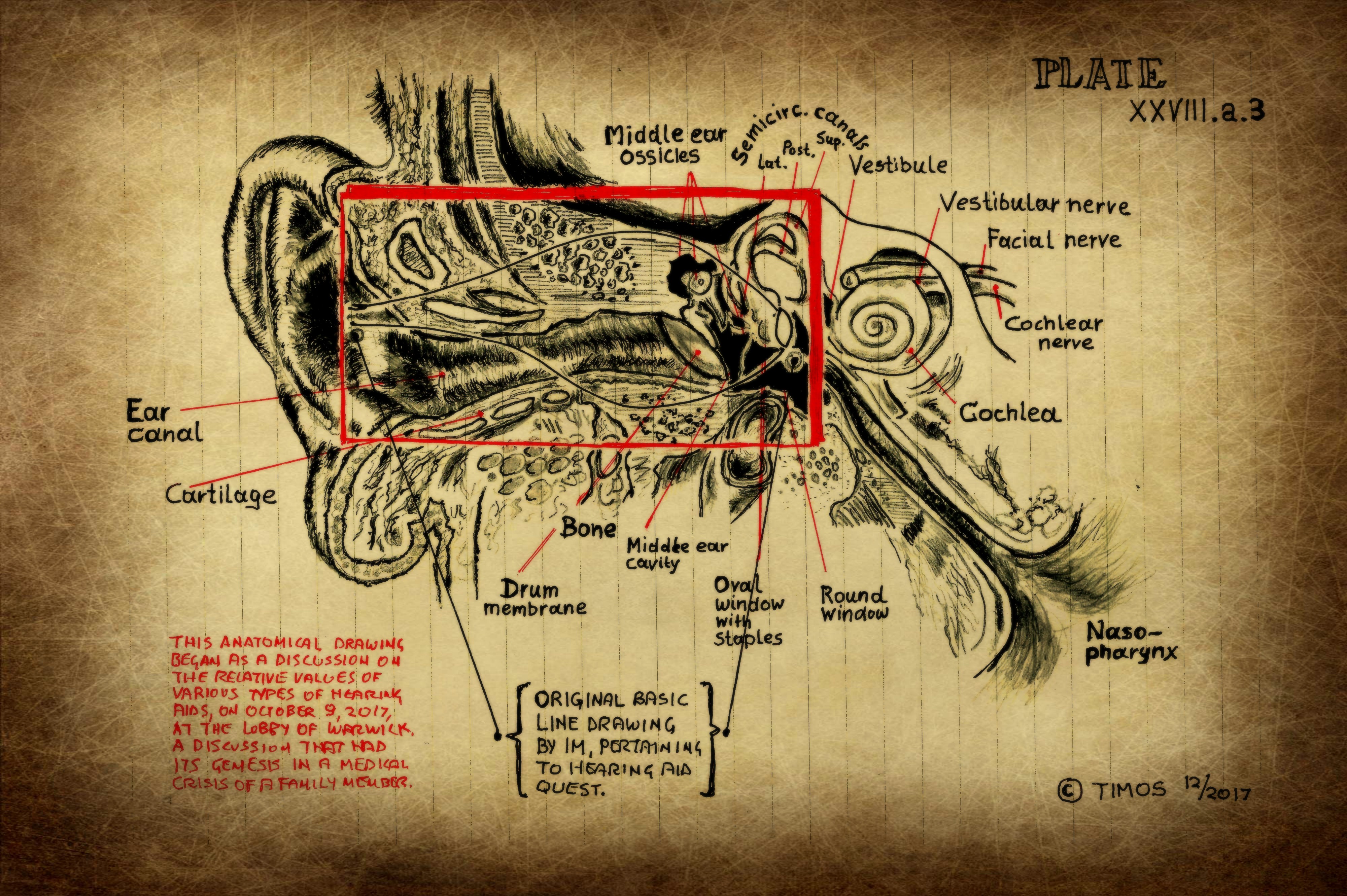 inner ear explorations