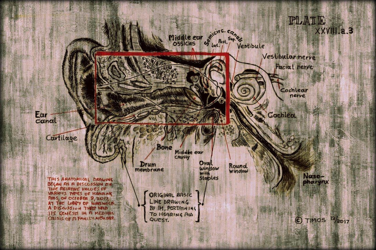 inner ear explorations