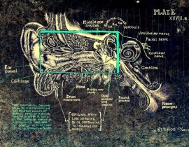 inner ear