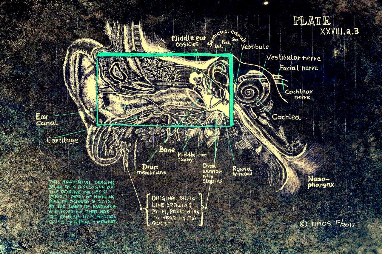 inner ear