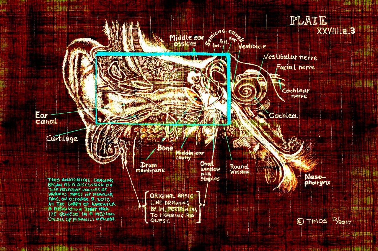 inner ear