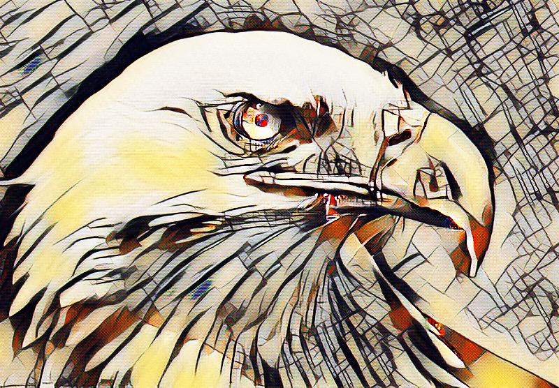 bald eagle