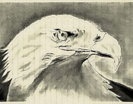 bald eagle