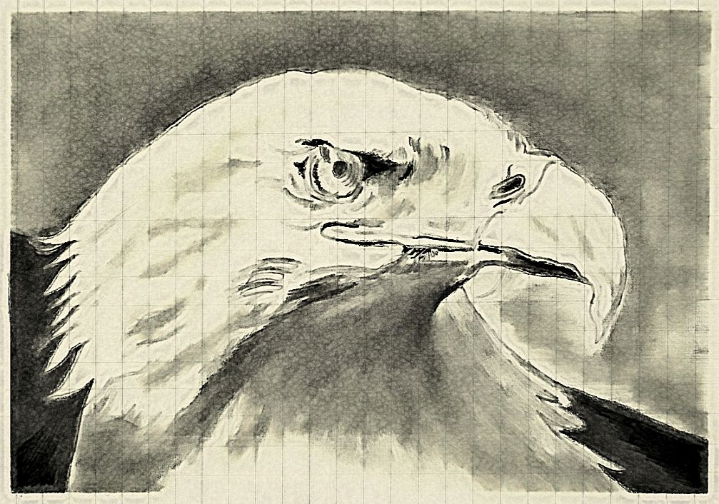 bald eagle