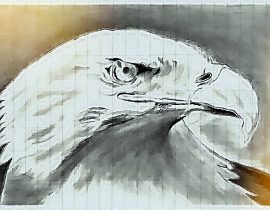 bald eagle