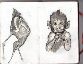 Monkey and Bird illustration