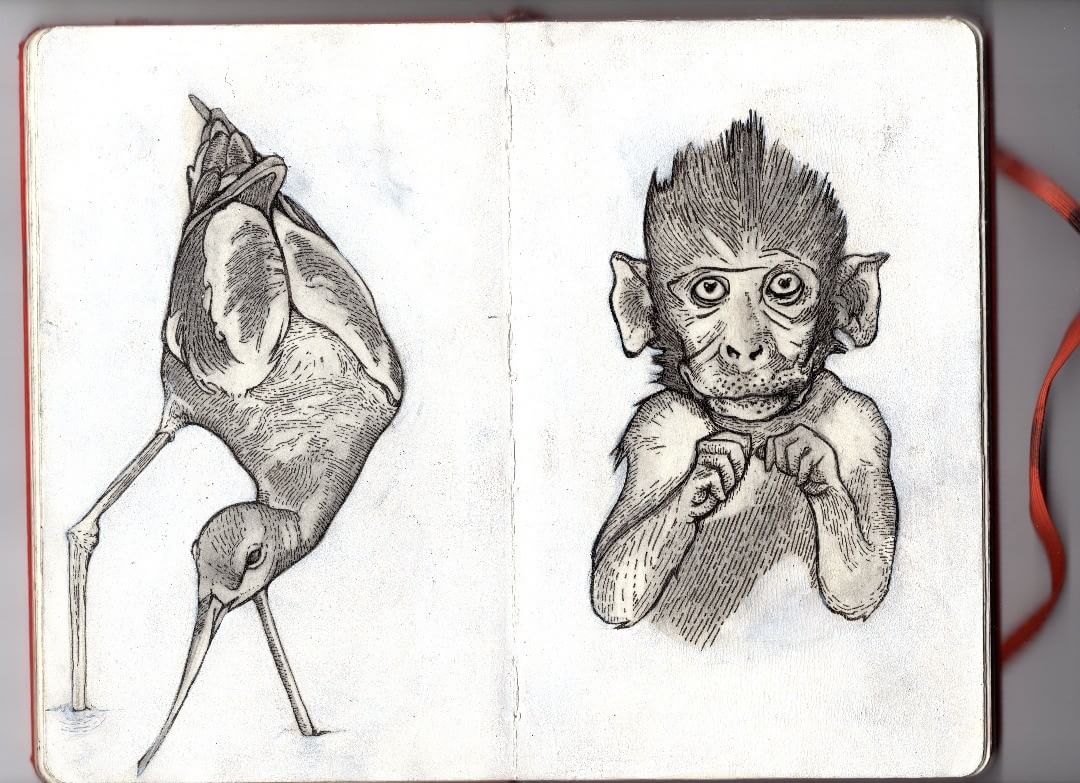 Monkey and Bird illustration